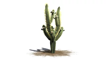 Foto op Canvas Saguaro cactus - isolated on white background © sabida