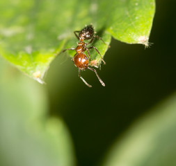 ant on green leaf in nature. close-up