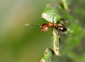 ant in nature. close-up