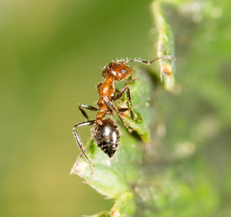 ant in nature. close-up