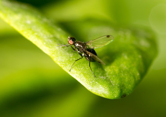 fly on a green leaf in nature. close-up