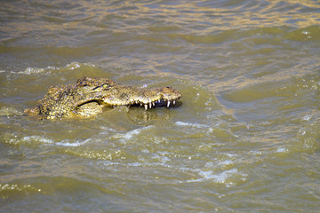 Crocodile showing aggression towards a rival