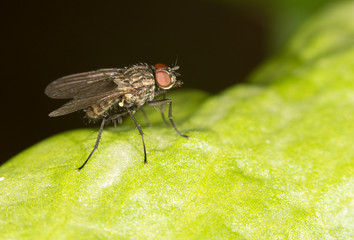 fly on a green leaf in nature. close-up