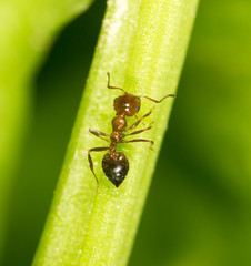 ant in nature. close-up