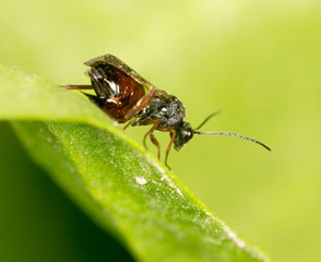 fly on a green leaf in nature. close-up