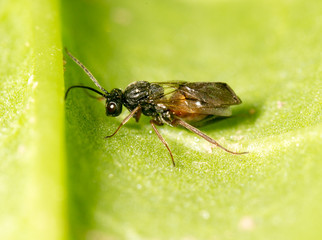 fly on a green leaf in nature. close-up