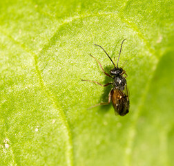 fly on a green leaf in nature. close-up
