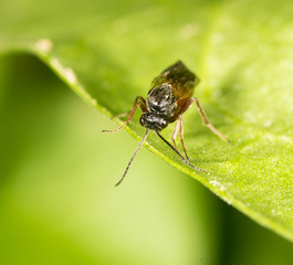 fly on a green leaf in nature. close-up