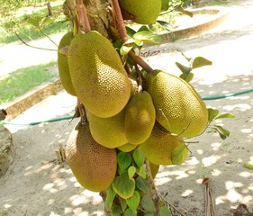 Jackfruits - Tasty fruits from Kerala