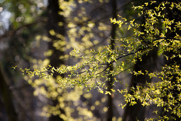 Nouvelles feuilles au printemps