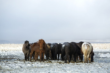 Herd of Icelandic horses after snow storm