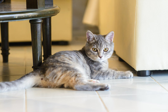 Cat Sitting Under Table