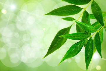 Green leaves border with copy space