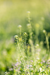 Fototapeta premium herbaceous plant in the desert