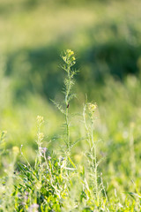 Obraz premium herbaceous plant in the desert