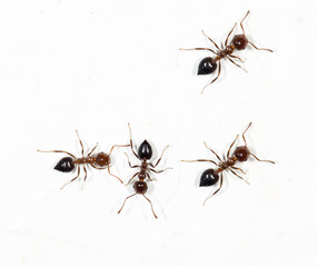 Fototapeta premium ants on a white wall