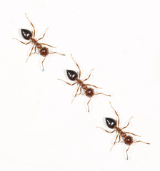 ants on a white wall