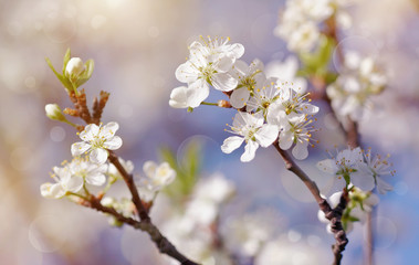 Spring blossoming of cherry.