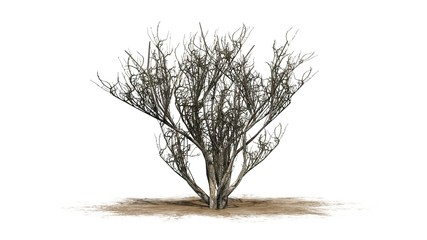 african olive shrub winter - isolated on white background