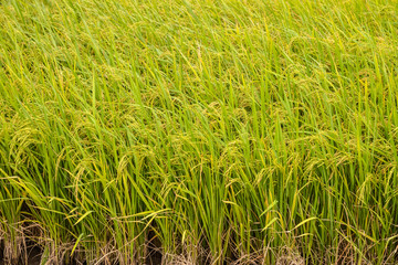 Paddy green Rice Fields in Thailand.