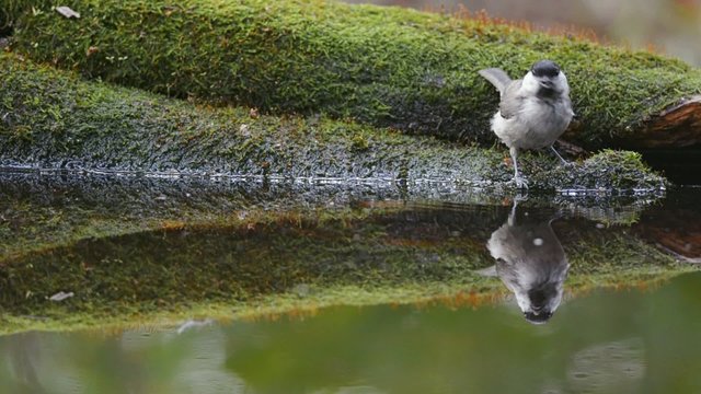 Willow tit drinking water