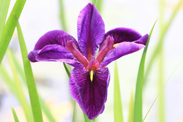 Iris,closeup of blooming purple flower