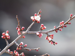 swollen buds with flowers on a tree in spring