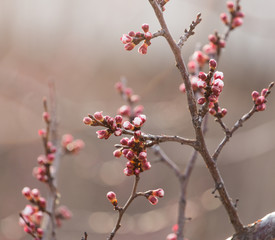 swollen buds with flowers on a tree in spring