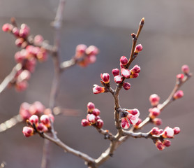 swollen buds with flowers on a tree in spring