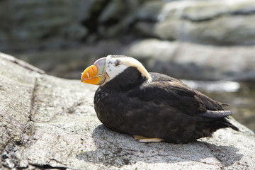 Puffin perched on a rock.