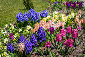 Obraz premium Colorful hyancinths growing in the garden in bloom