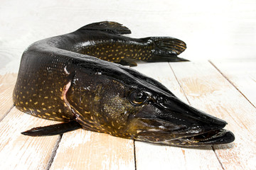 fresh pike on the table