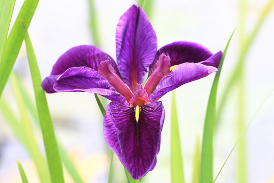 Fototapeta Iris,closeup of blooming purple flower