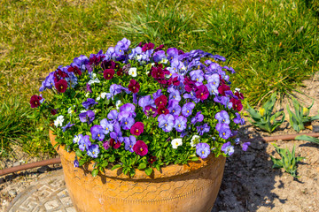 Purple pansy flowers in the big flowerpot