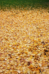 Autumn leaves, fall, park, golden, seasonal, background