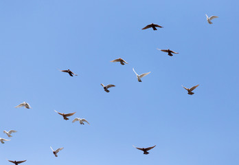 flock of pigeons on blue sky