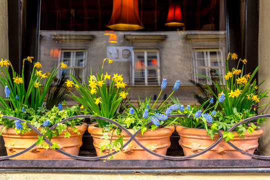 Spring flowers in the cafe window