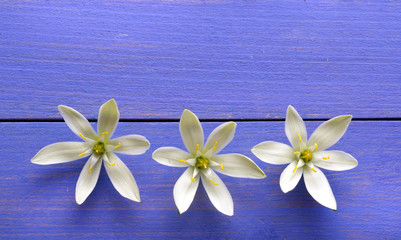 white flowers and colored wooden background