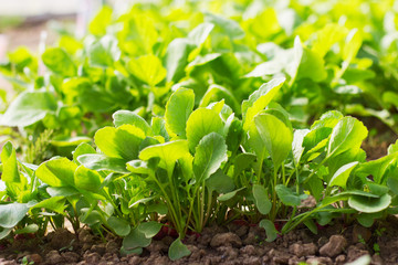 Radishes in the garden