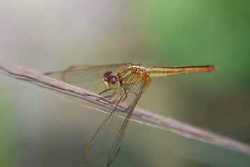 Gelbe Libelle © boedefeld1969