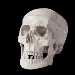 Obraz premium human skull isolated