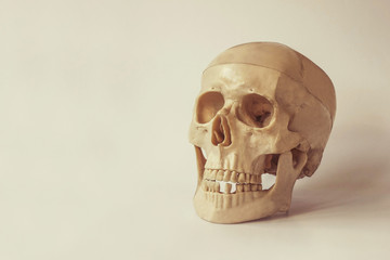 human skull isolated
