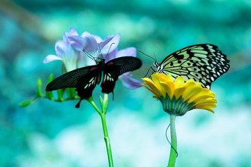 two butterflies macro