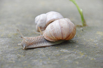 Zwei Weinbergschnecken 