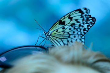 Fototapeta na wymiar beautiful insect butterfly