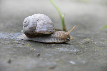 Weinbergschnecke