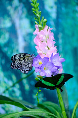 two butterflies on flower