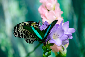 Fototapeta na wymiar two butterflies macro