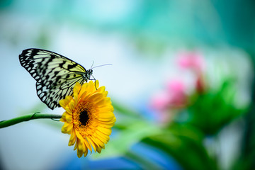 butterfly on flower