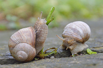 Zwei Weinbergschnecken mit Grashalm